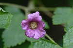 Purpleflowering raspberry